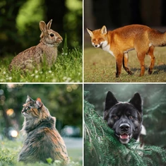 Nagytestű állatok