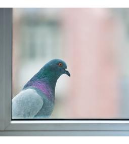 Galamb elriasztási kisokos - BirdX termékek