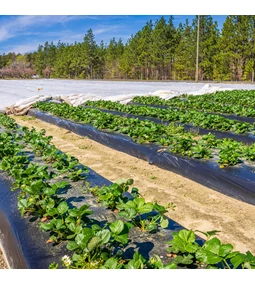 Agrotextil és agrofólia útmutató: hogyan védekezzünk a gyomok ellen vegyszer nélkül?
