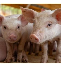 Jövőre új korszak kezdődik az állattartó telepek fejlesztésében – támogatásokkal a fenntartható telepekért