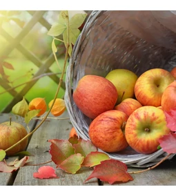 A szüret illata – ősz a kertben