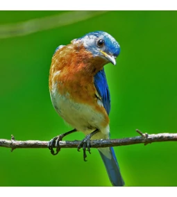 A madárriasztás fontossága: Miért fontos a madarak távoltartása a kertekből, erkélyekről és más kültéri helyekről?