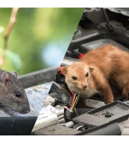 Miért érdemes kártevőriasztót használni? 
