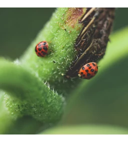 Természetes kártevőmentesítés a kertben – Fenntartható megoldások minden kerttulajdonos számára