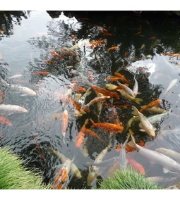 Őszi felkészítés kerti tavához – a tisztaság és egészség záloga a télre