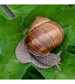 Kerti kártevők elleni védekezés fenntarthatóan: bio vagy készülék?
