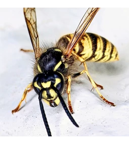 Hogyan működik a kártevő riasztó? A technológiai háttér és a működési elv ismertetése