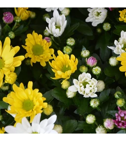 A Magaságyások téli szigetelése és védelme a fagy ellen