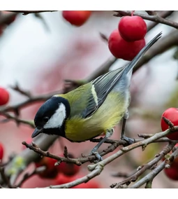 Kerti madáretetés októberben – mit, mikor és hogyan adjunk a madaraknak?