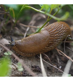 Hogyan védekezzünk az őszi rovarok és kártevők ellen a ház körül?