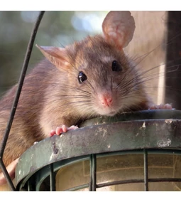 Őszi rágcsálóvédelem: így előzze meg, hogy nem kívánt rágcsáló költözzön a fészerbe vagy garázsba