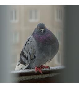 Hatékony madárriasztás az épületekből