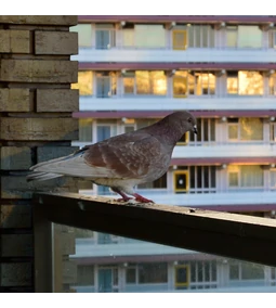 Minőségi kártevőriasztók egy helyen