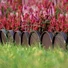 Kép 3/4 - Garden Line ágyásszegély, barna színű